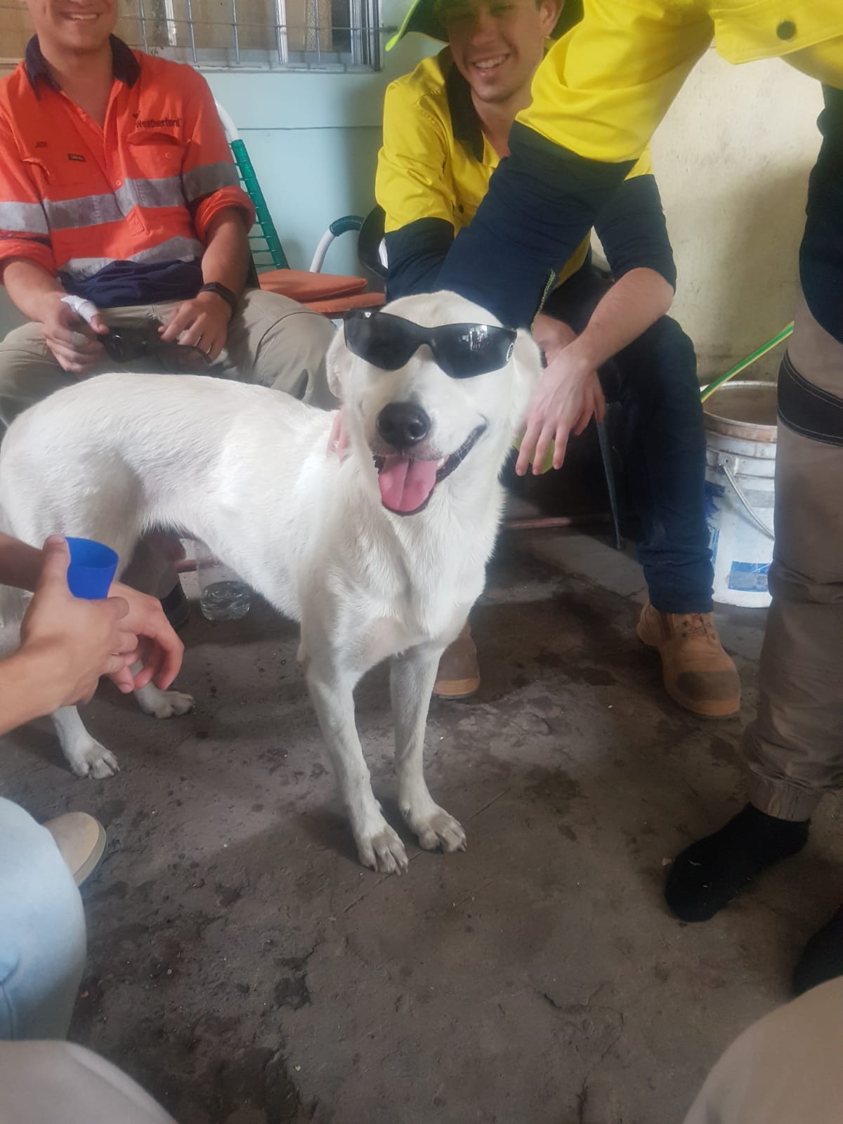 HEIP Dog
